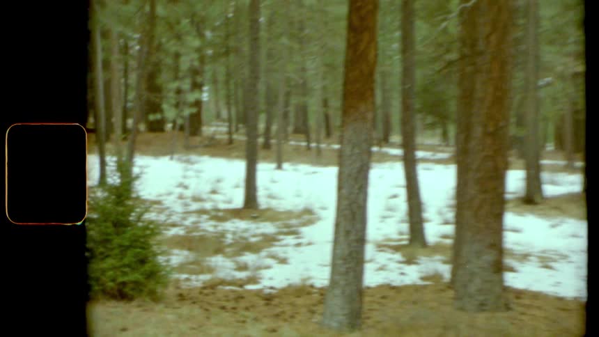 Snow covers the ground in the forest