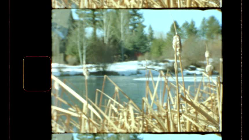 Tall reeds are on the shore of the river