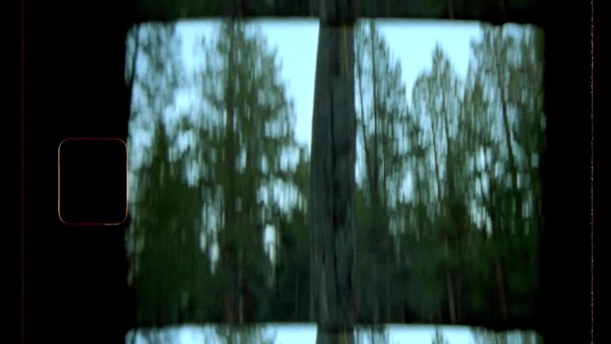 A film clip of a tree trunk in the woods