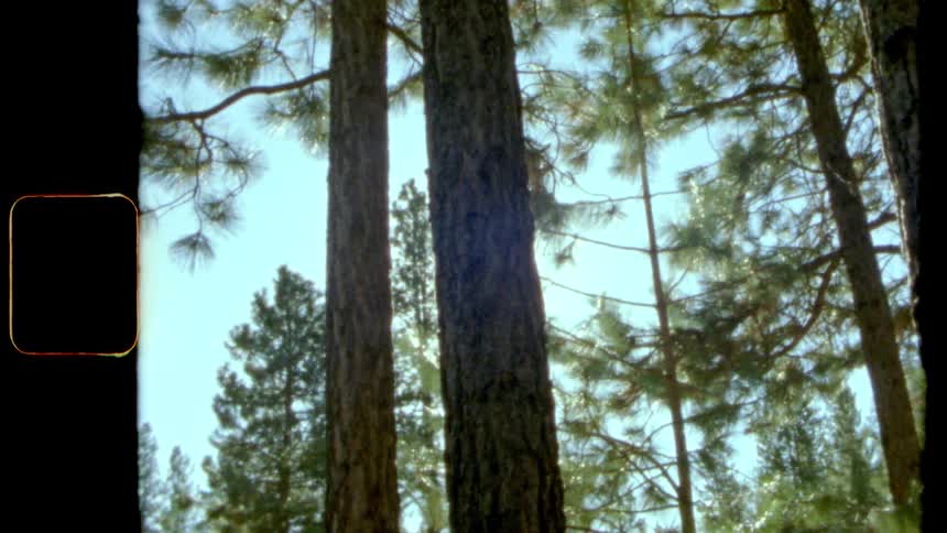 A footage of trees in the woods