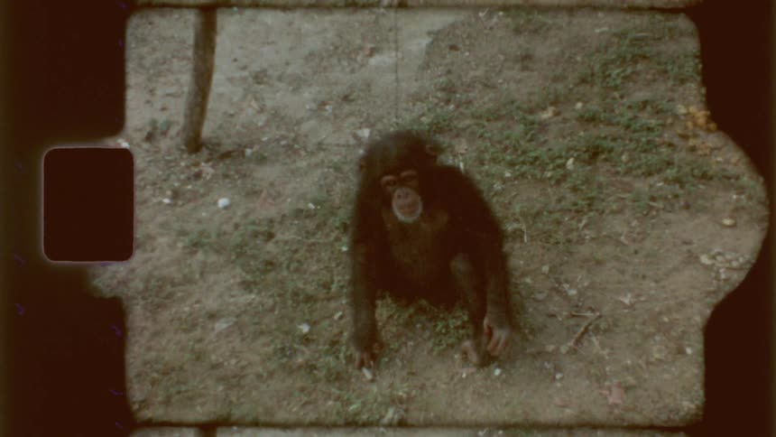 A clip of a monkey playing
