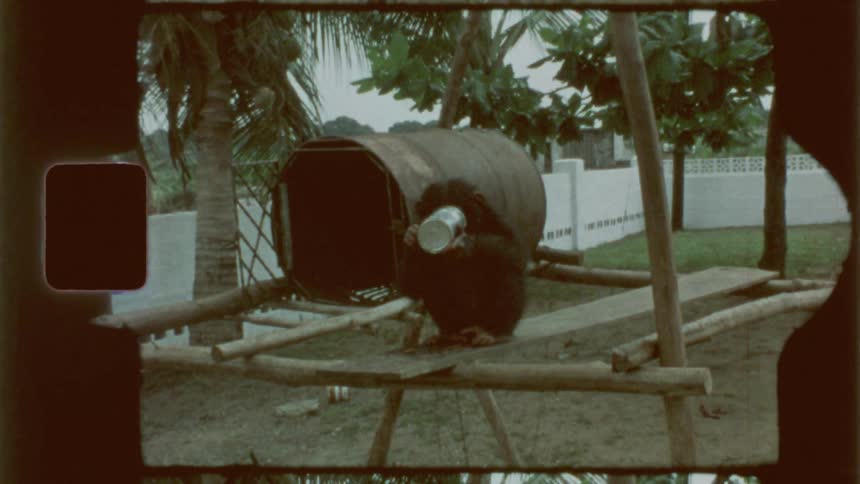 A monkey holds a metal cup to its mouth while perched on a wooden structure next to a large metal barrel captured on vintage film