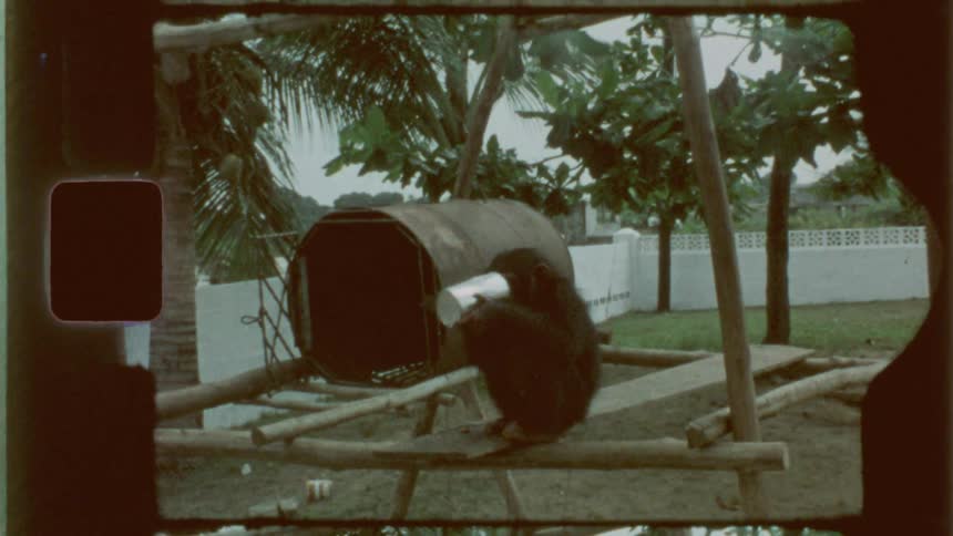 A person is pouring a drink into a can held by a monkey captured on vintage film
