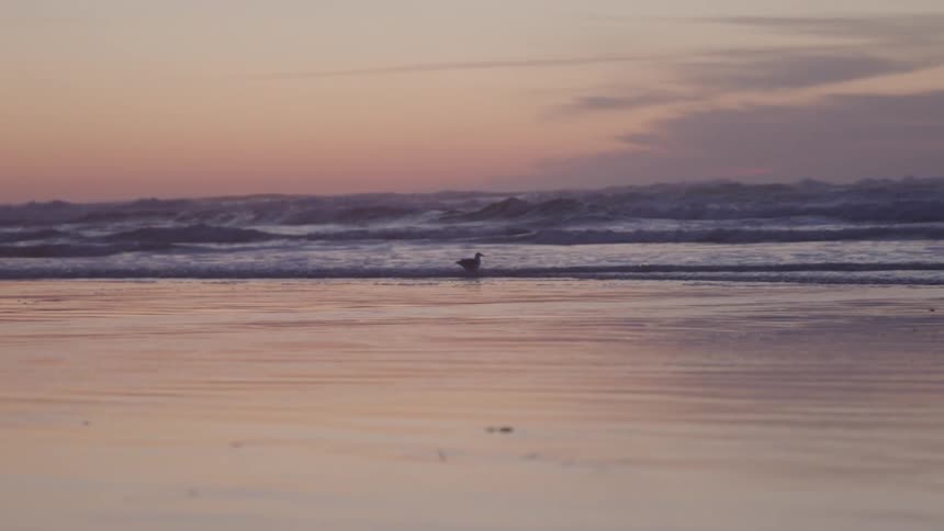 Landscape of a beach at dawn with a bird near the water