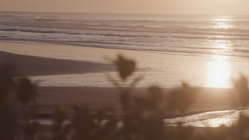 Plants in the foreground and a beach in the background at dawn