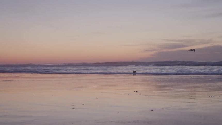 Two birds on a beach at dawn