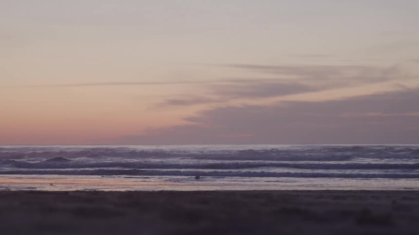 Landscape of a beach at dawn and a seagull near the ocean