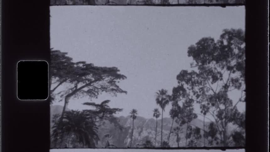 Tall trees in a cloudy landscape with mountains in the background