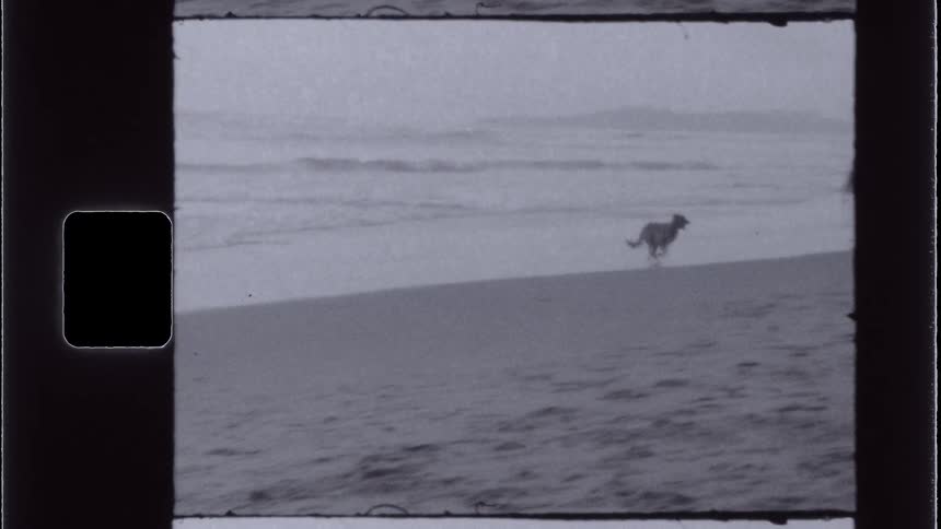 A vintagestyle shot shows a dog running along a sandy beach with a person standing in the distance under a hazy sky