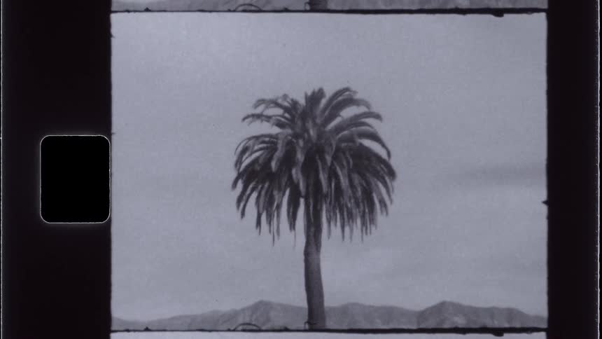 A vintagestyle shot shows a single palm tree centered in a square frame against a light overcast sky