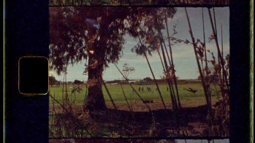 Through the lens of grainy analog film a group of children are actively playing a soccer game in the distance on a grassy field while in the immediate foreground delicate twigs sway gently in the breeze all captured within a nostalgic film frame