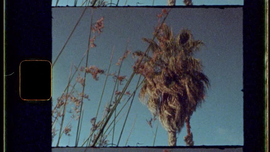 Wind is blowing the tree and reeds