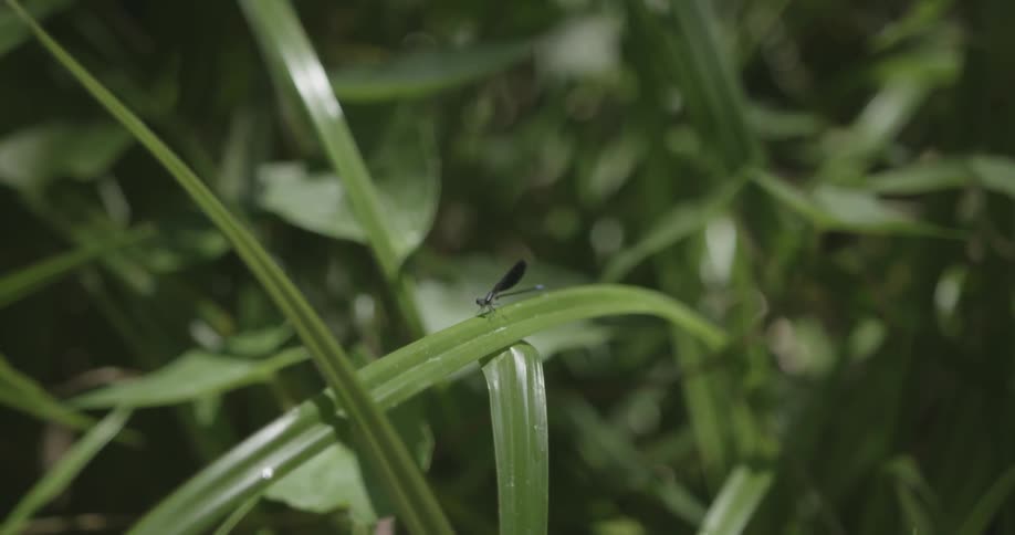 Dragonfly resting on a blade of green grass