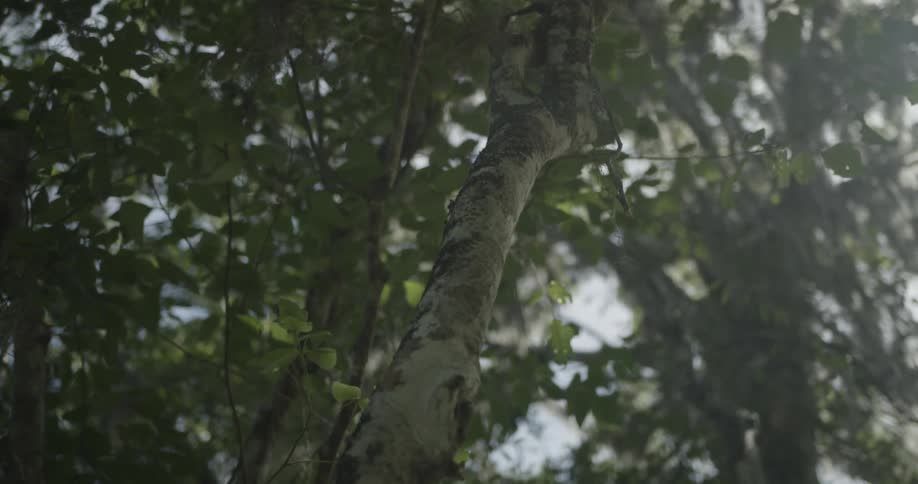 Tree branches covered in green leaves