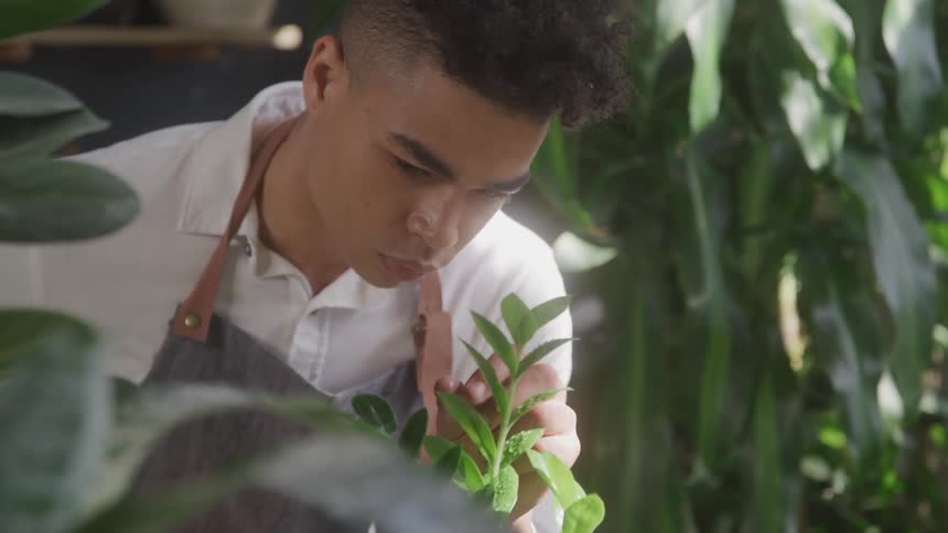 A young man examines the leaves of a plant in an area with lots of leafy plants