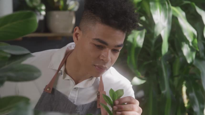 A young man inspects the leaves on a plant stem while standing in a green house