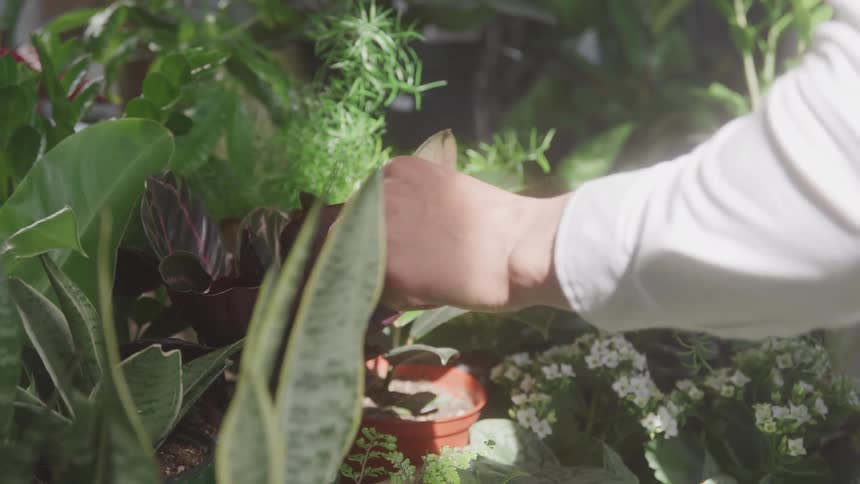A persons hand gently examines a lush varied collection of potted plants surrounded by other greenery