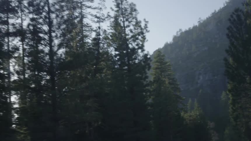 The sun shines through trees in the woods