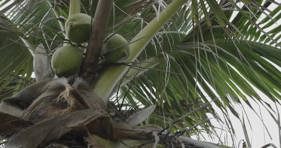 Green coconuts hang in the branches of a palm tree during the day