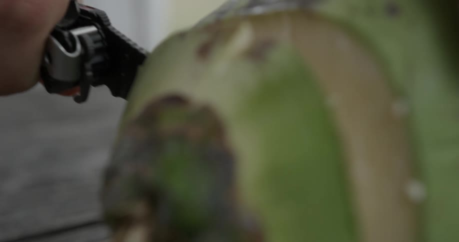 Someone is using a knife to cut open a coconut