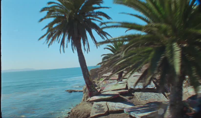 Pallm trees grow high on a cliff over a coast