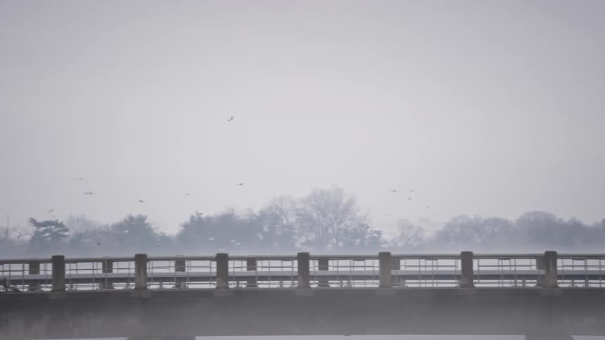 Flock of birds flies near the bridge crossing the water on a foggy day