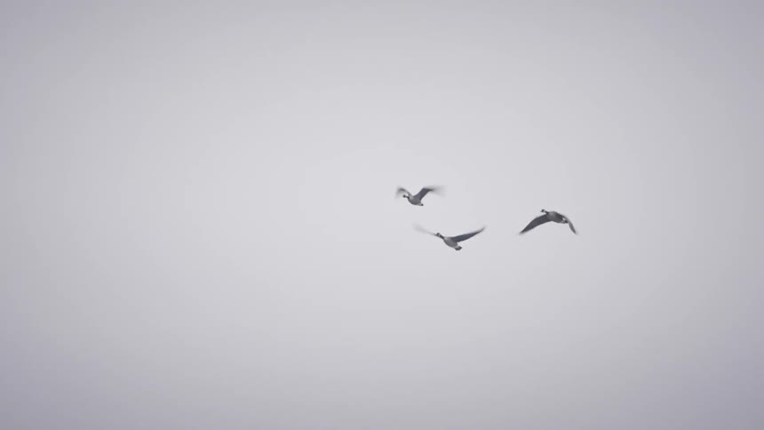 Three birds fly across a gray sky