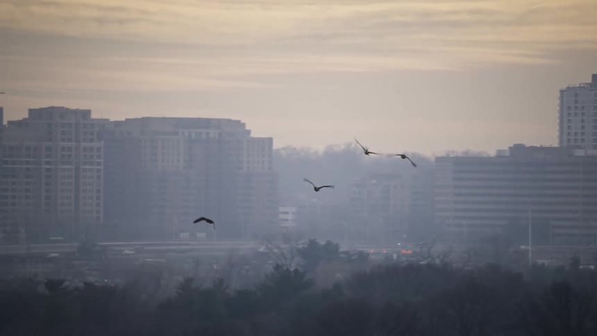 Birds fly across a hazy cityscape with buildings silhouetted against a pale overcast sky