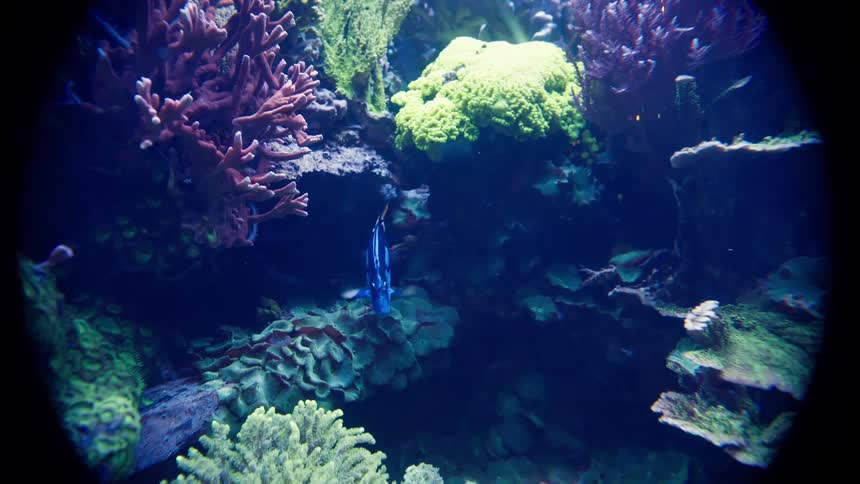A vibrant aquarium filled with coral and various fish including a blue tang