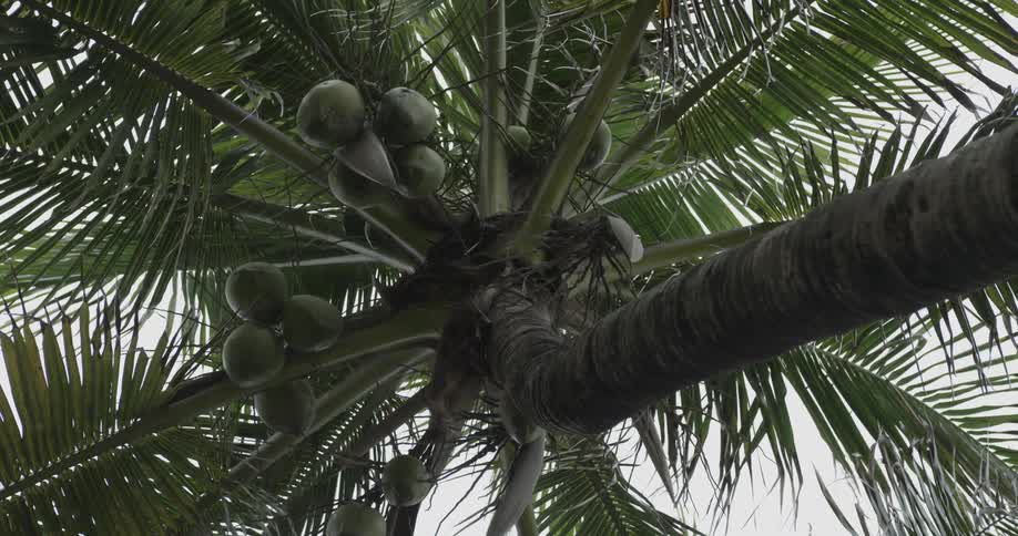 Coconuts hanging on a palm tree