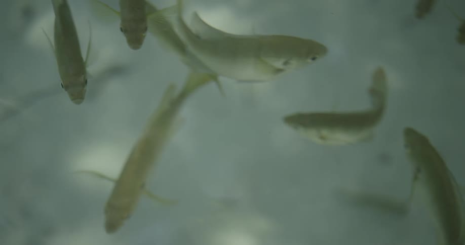 Small fish swimming in a pond