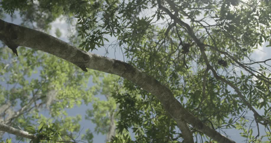 Tree branches covered in green leaves