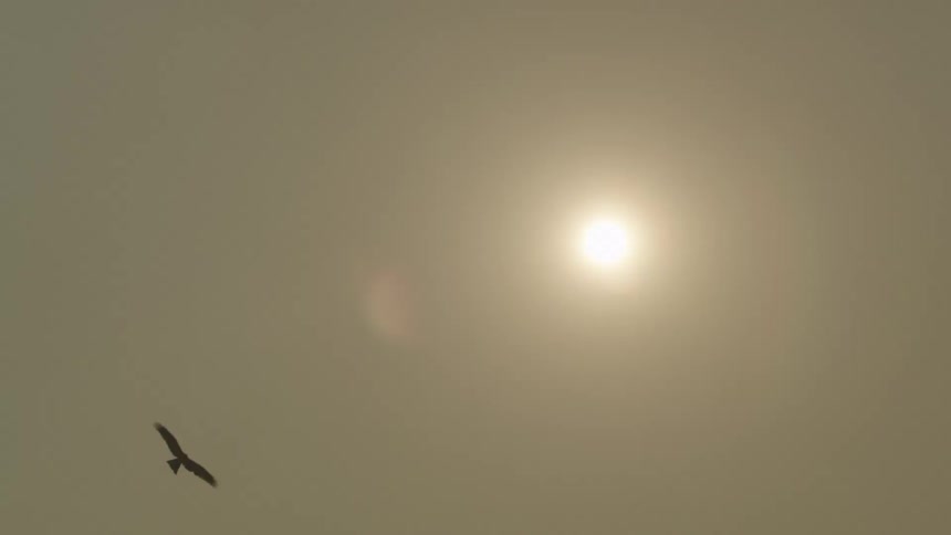 A vibrant golden brown sky features two birds gracefully circling within its expanse