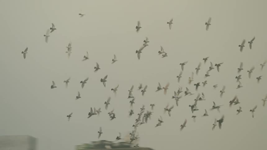 A flock of birds wheeling in midair above a city