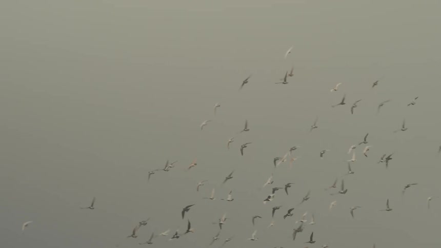 A large flock of birds soars in the sky above the city set against a hazy overcast background
