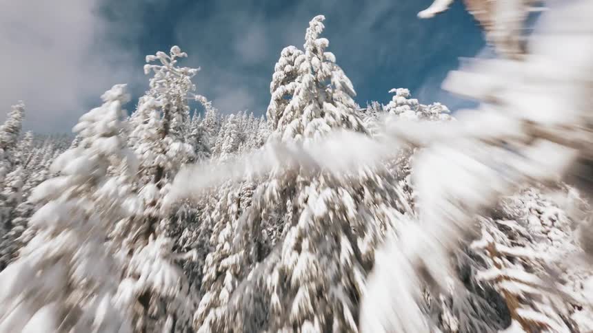 Snowladen pine trees fill the frame as the camera swiftly weaves between them from an elevated viewpoint revealing a vast wintry forest below and a clear sky above in one fluid ascending movement
