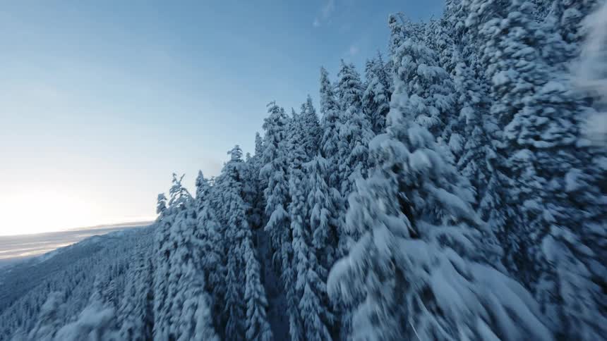 A dense forest of snowcovered evergreen trees stretches up a hillside under a clear blue sky