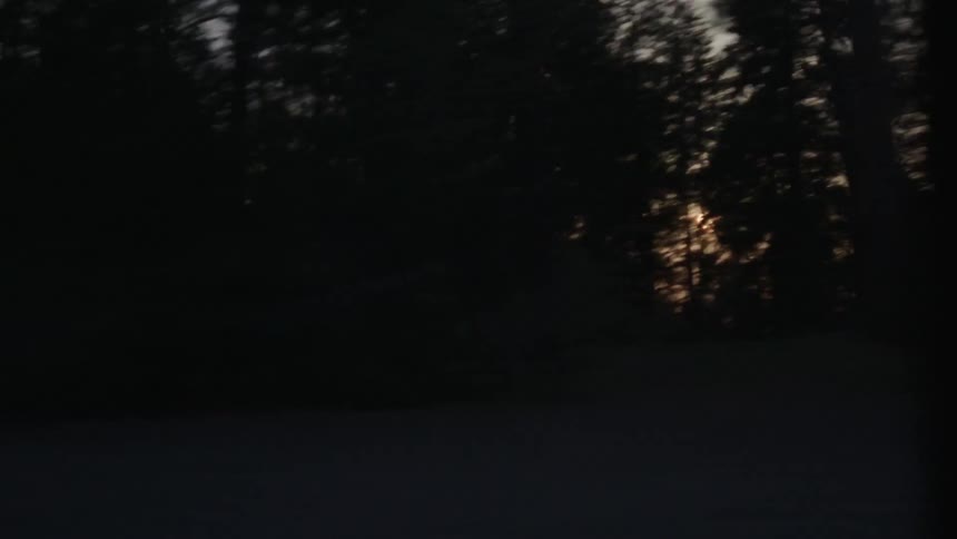 The sun shines through a forested area