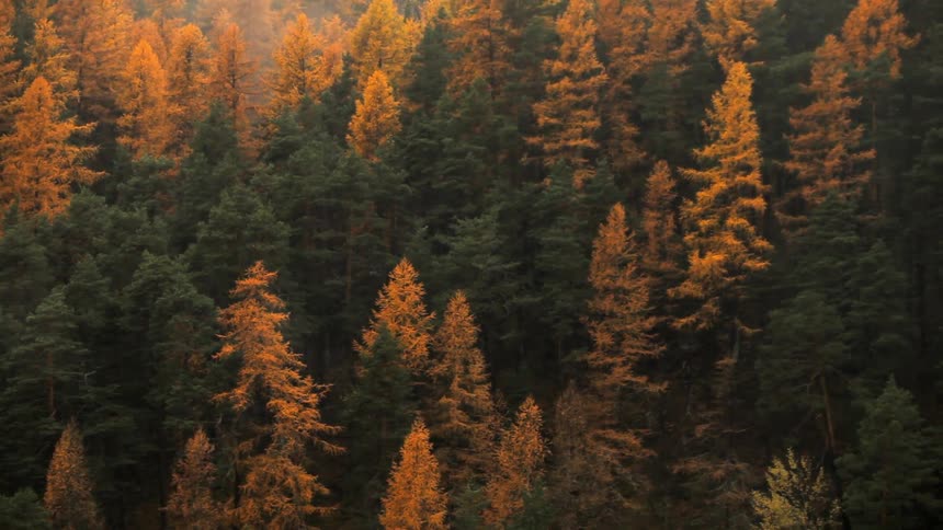 Green and orange trees in a forest