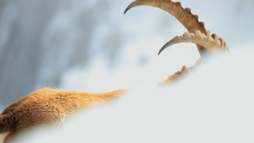 A mountain goat is climbing up an incline