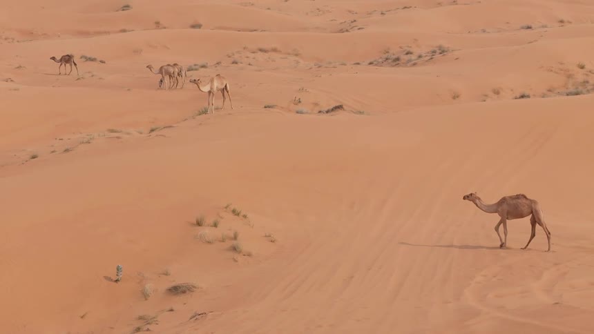 Group of camels are walking through a desert landscape