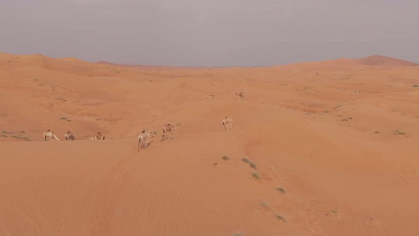 Aerial view of camels walking through the desert