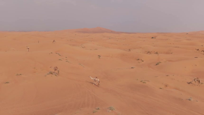 A herd of camels roams across the sand dunes of a desert beneath a muted sky
