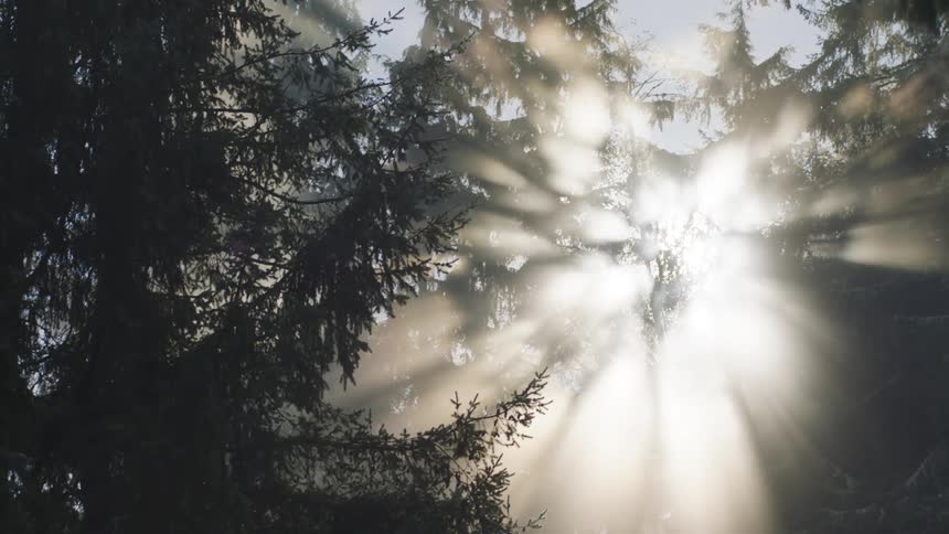 Sunlight streams through a misty forest illuminating the air and silhouetting the branches of evergreen trees