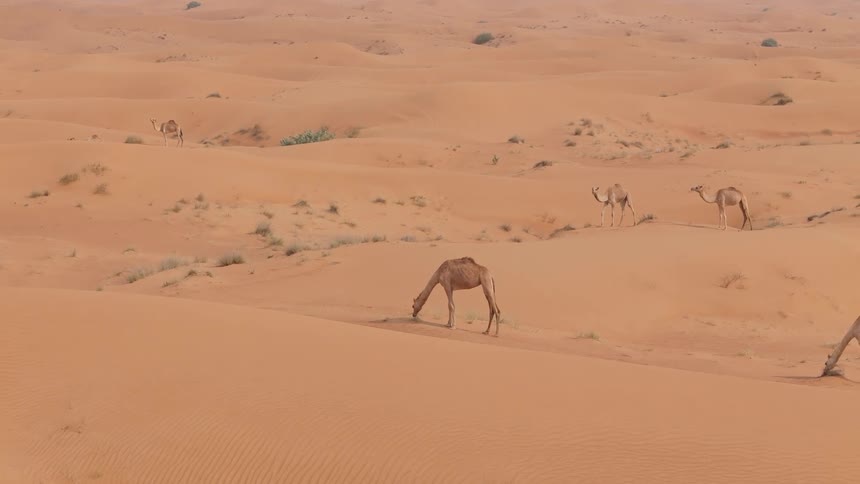 Group of camels walking through the sandy desert