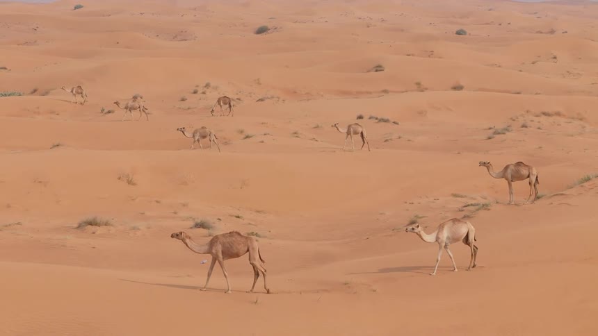 Camels walk across a sandy desert occasionally grazing on the sparse vegetation