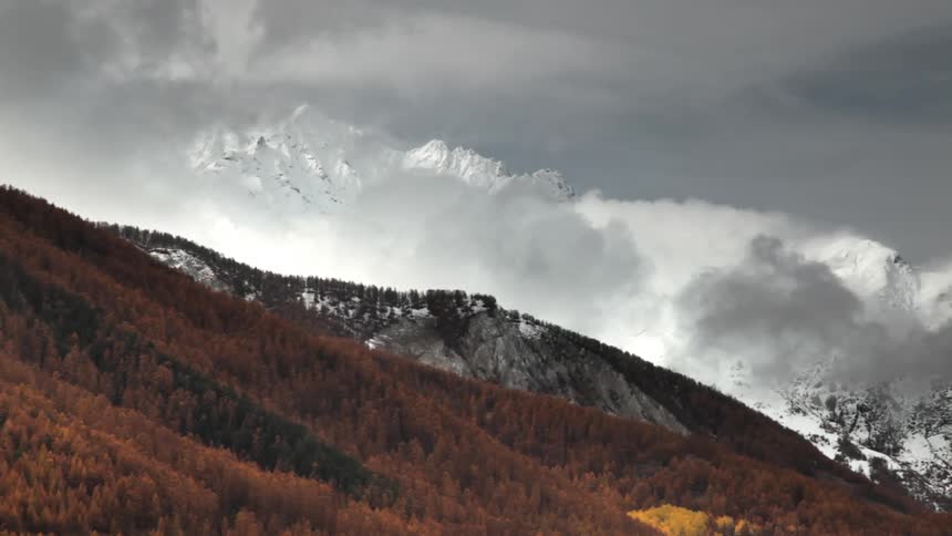 Orange trees in forest in front of snow covered mountains