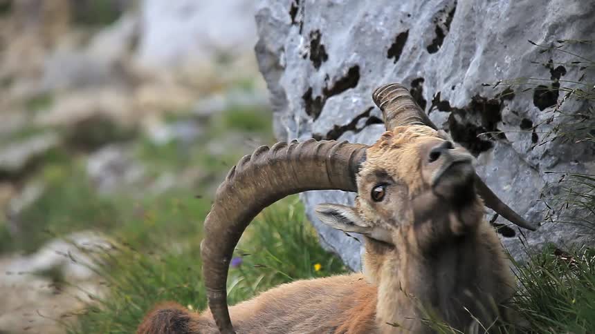 Mountain goat laying down in grass is chewing and scratching itself with horn