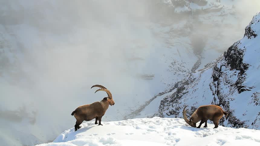 Two mountain goats standing on top of snow covered mountain