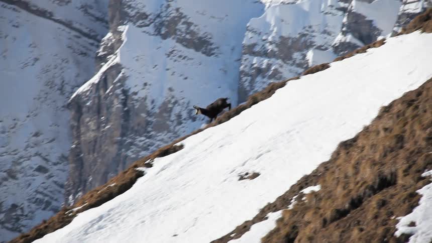 A goat runs down a mountain slope then abruptly stops